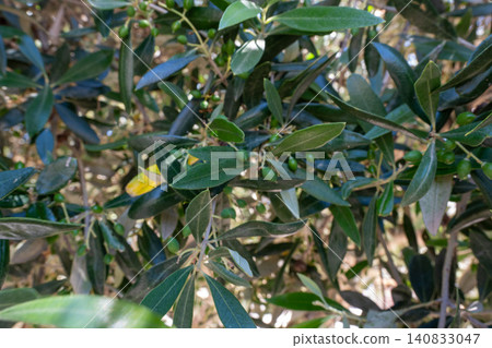 Close up of raw Koroneiki olive tree branch on Crete island Close up of raw Koroneiki olive tree branch on Crete island 140833047
