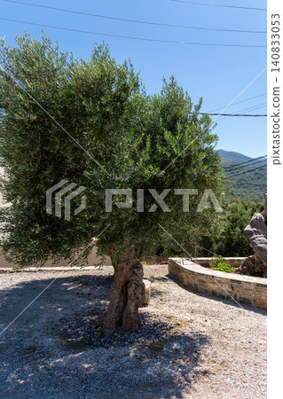 Koroneiki olive tree growing near modern oil production factory Koroneiki olive tree growing near modern oil production factory 140833053