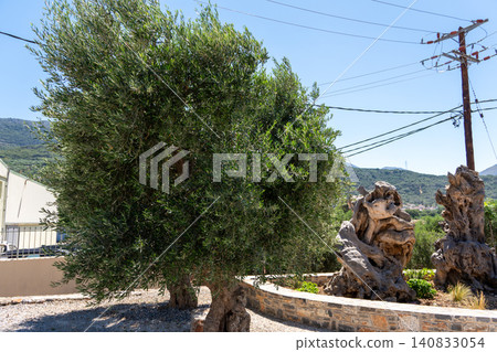 Koroneiki olive tree growing near modern oil production factory 140833054