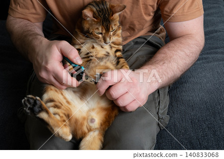 Trimming claws of a Bengal cat close up 140833068