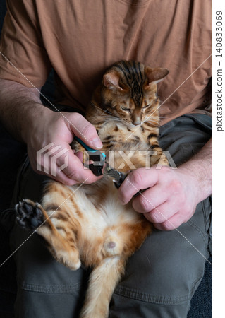 Vertical close-up of trimming claws of a domestic Bengal cat 140833069