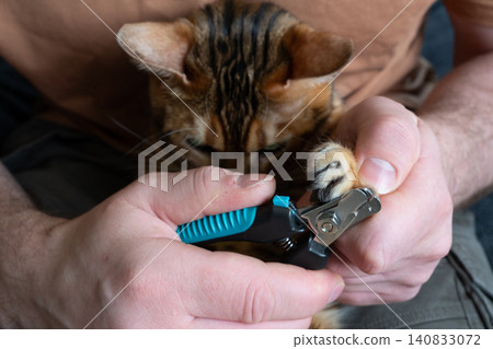 Trimming claws of a Bengal cat close up 140833072