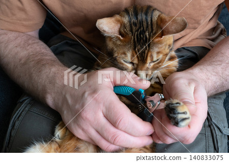 Trimming claws of a Bengal cat close up 140833075