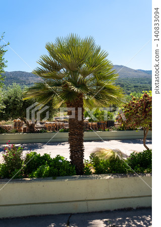 Mediterranean fan palm tree growing in courtyard on Crete island Mediterranean fan palm tree growing in courtyard on Crete island 140833094