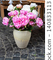 Pot with a lot of pink peony flowers. Outside decor, plants in the garden near the house. 140833113