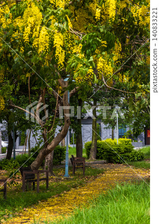 阿勃勒滿樹金黃花串,花序,綠葉,長條豆莢,春末夏初城市花樹特寫 阿勃勒滿樹金黃花串,花序,綠葉,長條豆莢,春末夏初城市花樹特寫 140833221