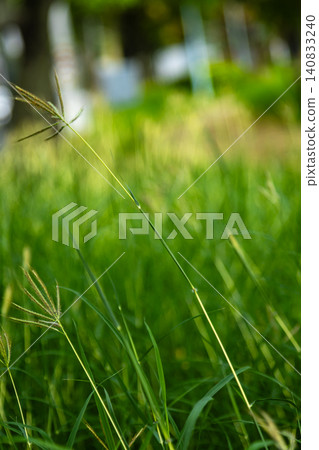 公園草叢綠色草地花穗近拍逆光自然光柔焦植物景觀 公園草叢綠色草地花穗近拍逆光自然光柔焦植物景觀 140833240