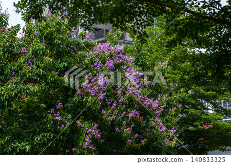 初夏盛開的大花紫薇紫色花海與城市綠地公園景觀 140833325