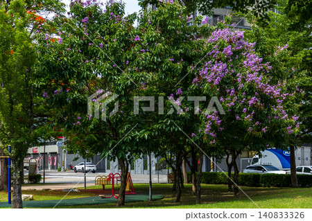 初夏盛開的大花紫薇紫色花海與城市綠地公園景觀 初夏盛開的大花紫薇紫色花海與城市綠地公園景觀 140833326