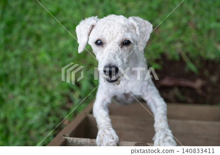 Cute white poodle dog portrait Cute white poodle dog portrait 140833411