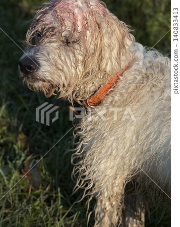 Wet Dog Standing in Rain with Messy Fur Wet Dog Standing in Rain with Messy Fur 140833413