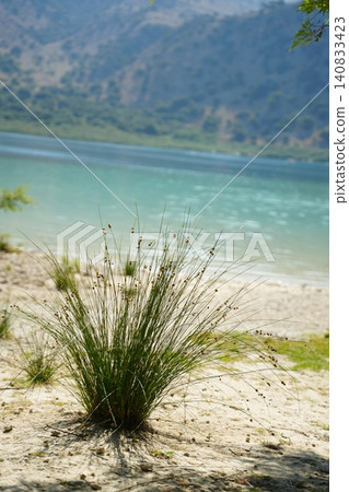 Lakeside Reed Grass On Sandy Shore Lakeside Reed Grass On Sandy Shore 140833423