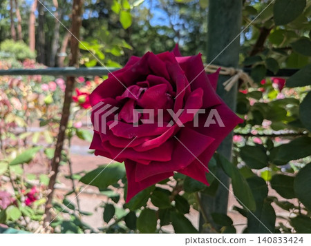 激情的紅玫瑰 激情的紅玫瑰 140833424