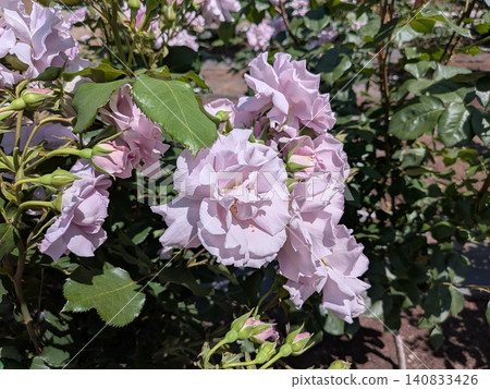 Beautiful pink roses Beautiful pink roses 140833426