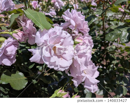 Beautiful pink roses Beautiful pink roses 140833427
