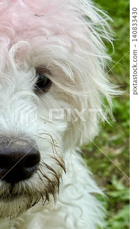 Close-Up of a Muddy White Dog's Half Face in Grass Close-Up of a Muddy White Dog's Half Face in Grass 140833430