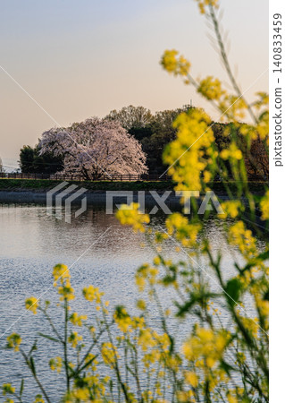 Bathed in the soft spring light, the single cherry tree at Ikusaka Pond in Nara stands serenely on the opposite bank of the pond. Bathed in the soft spring light, the single cherry tree at Ikusaka Pond in Nara stands serenely on the opposite bank of the pond. 140833459