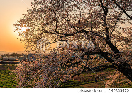 The setting sun sinking behind a single cherry tree at Ikusaka Pond, a famous spot in Nara, creates a tranquil scene full of springtime charm. The setting sun sinking behind a single cherry tree at Ikusaka Pond, a famous spot in Nara, creates a tranquil scene full of springtime charm. 140833470