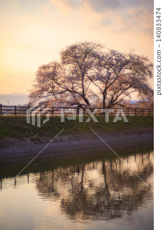 A single cherry tree at Ikusaka Pond, bathed in the soft light of twilight, and its beautiful reflection on the water's surface. A single cherry tree at Ikusaka Pond, bathed in the soft light of twilight, and its beautiful reflection on the water's surface. 140833474