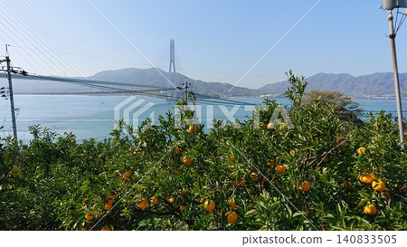A Japanese landscape featuring citrus groves and a bridge overlooking the sea. A Japanese landscape featuring citrus groves and a bridge overlooking the sea. 140833505