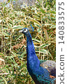 A close-up of a beautiful peacock standing in the grounds of Amabiki Kannon Temple. 140833575