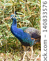 A vibrant, full-body image of a peacock stands at Amabiki Kannon Temple. 140833576