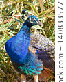 A close-up of a peacock with a strikingly beautiful blue color, at Amabiki Kannon. 140833577