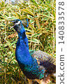 Amabiki Kannon, the striking profile of a peacock singing. 140833578