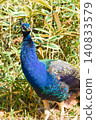 The beautiful peacock at the Amabiki Kannon statue, gazing at the camera. 140833579