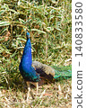 The Amabiki Kannon, a standing figure of a peacock with beautiful ornamental feathers. 140833580
