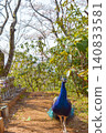 At Amabiki Kannon in spring, a beautiful peacock walks with cherry blossoms in the background. 140833581