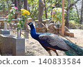A beautiful peacock approaches the flowers in the temple grounds of Amabiki Kannon. 140833584