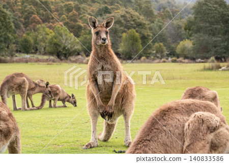 A large wild male Forester Kangaroo in Tasmania, Australia A large wild male Forester Kangaroo in Tasmania, Australia 140833586