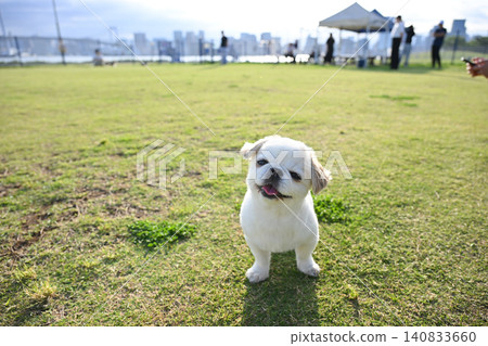 白狗在公園裡玩 白狗在公園裡玩 140833660