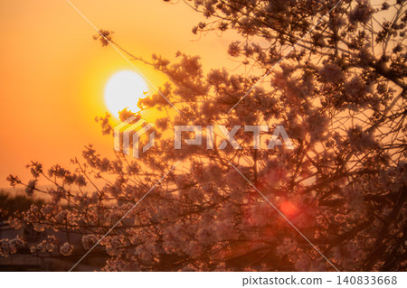 黃昏時分,櫻花在緋紅的天空映襯下,優雅地伸展著枝條,構成了一幅寧靜祥和的畫面。 黃昏時分,櫻花在緋紅的天空映襯下,優雅地伸展著枝條,構成了一幅寧靜祥和的畫面。 140833668