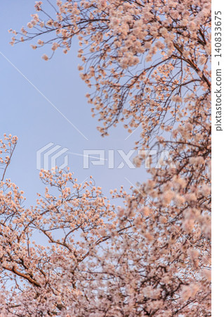 A spring scene of a passenger plane flying through the beautiful branches of cherry blossoms, bathed in the soft evening light. 140833675