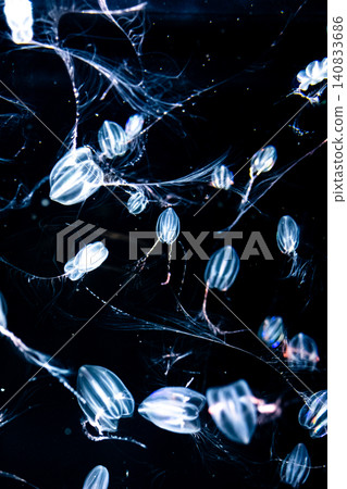 Goblin Kabuto jellyfish Goblin Kabuto jellyfish 140833686