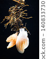The uniquely shaped jellyfish, Kotokurage, stands out against a black background. 140833730