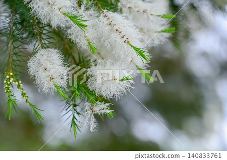 茶樹花 茶樹花 140833761