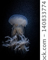 A mysterious and delicate cannonball jellyfish floating against a black background. 140833774