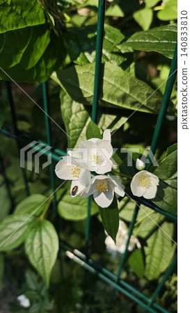 White flowers with yellow centers growing on green foliage near a metal fence in a garden setting, showcasing natural beauty and vibrant plant life White flowers with yellow centers growing on green foliage near a metal fence in a garden setting, showcasing natural beauty and vibrant plant life 140833810