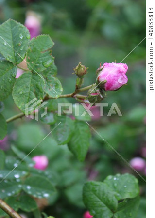 Pink rosebud with dew drops on green leaves in a garden setting, surrounded by blurred pink flowers and foliage in the background Pink rosebud with dew drops on green leaves in a garden setting, surrounded by blurred pink flowers and foliage in the background 140833813