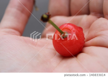 Fresh red cherry held in a hand with water droplets on its surface, showcasing its vibrant color and natural sheen against a blurred background Fresh red cherry held in a hand with water droplets on its surface, showcasing its vibrant color and natural sheen against a blurred background 140833814