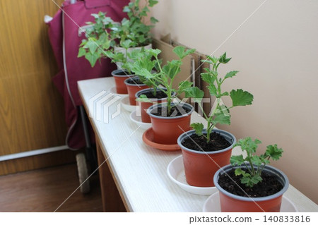 Indoor potted plants arranged in a row on a white shelf, featuring green leaves and soil, with a wooden door and cart visible in the background Indoor potted plants arranged in a row on a white shelf, featuring green leaves and soil, with a wooden door and cart visible in the background 140833816