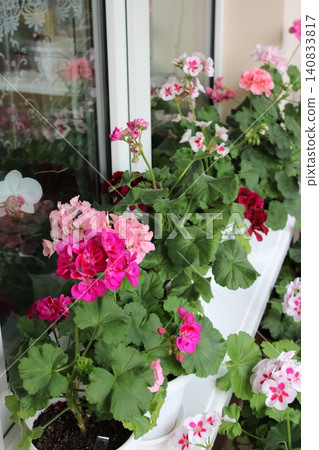 Pink and red geranium flowers in white planters on a balcony near a window, showcasing vibrant blooms and lush green foliage in a domestic setting Pink and red geranium flowers in white planters on a balcony near a window, showcasing vibrant blooms and lush green foliage in a domestic setting 140833817