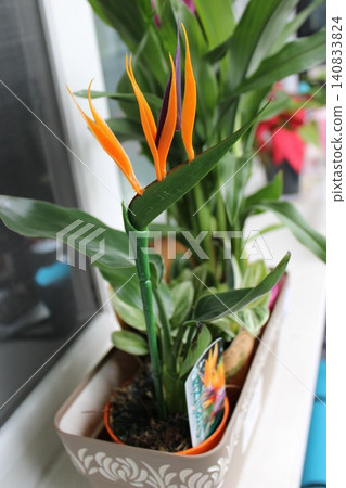 Orange heliconia flower stands out among green foliage in a decorative planter, placed on a bright windowsill with additional indoor plants nearby Orange heliconia flower stands out among green foliage in a decorative planter, placed on a bright windowsill with additional indoor plants nearby 140833824