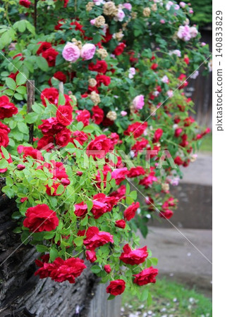 Vibrant red and pink roses blooming abundantly on a wooden fence in a lush garden setting with greenery and soft natural light illuminating the scene Vibrant red and pink roses blooming abundantly on a wooden fence in a lush garden setting with greenery and soft natural light illuminating the scene 140833829