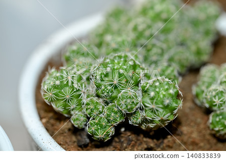 Cactus Silver Ball 140833839