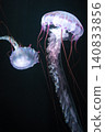 The fantastical sight of elegant purple-striped jelly dancing in the jet black. 140833856