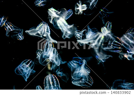 A swarm of iridescent jellyfish glowing in the pitch-black darkness. A swarm of iridescent jellyfish glowing in the pitch-black darkness. 140833902